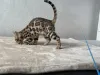 Дополнительные фото: Шикарный Бенгальский мальчик в разведение