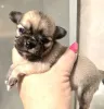 Дополнительные фото: Щенки чихуахуа мини и микро.