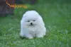 Дополнительные фото: Померанский Шпиц Бу