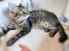 Дополнительные фото: Веселый непоседа Прайс