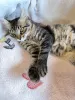 Дополнительные фото: Веселый непоседа Прайс