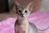 Дополнительные фото: Абиссинские котята, разного окраса