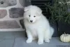 Фото №3. Красивые щенки KC Samoyed 5 Gen Bloodline.  США