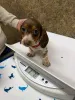Дополнительные фото: Nuttede gradhunde hvalpe soger et kærligt hjem for altid