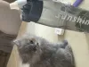 Дополнительные фото: Котята