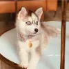 Фото №3. Голубые глаза Pomsky Puppies.  Швейцария