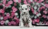 Дополнительные фото: Изысканные Dalmatian Puppies Champion Champion Bloselines, готовые к любящим