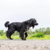 Фото №3. Ищет дом Шанти - близкий метис спаниеля..  Россия