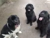 Дополнительные фото: Щенки ньюфаундленда