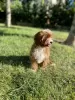 Дополнительные фото: Cavapoo Poodle & Cavalier Красивая сука Добро пожаловать!!