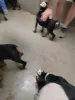 Фото №3. Nuttede Doberman-hvalpe søger kærlige hjem for altid.  Дания