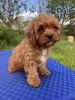 Фото №3. Кавапу Cavapoo.  Украина