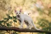 Фото №3. Devon rex. Россия