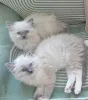 Фото №1. рэгдолл - купить в Бернбург за Бесплатно. Объявление №153874