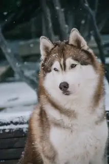 Фото №3. Щенки СИБИРСКОЙ Хаски класса BREED.  Россия