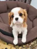 Дополнительные фото: щенки Кавалер-Кинг-Чарльз-Спаниель.