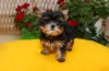 Дополнительные фото: Йоркширский терьера (йорки) щенки