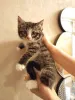 Фото №3. Котенок Кася ищет дом!. Россия