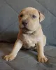 Дополнительные фото: Pitbull Terrier щенки