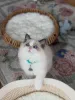 Фото №1. рэгдолл - купить в Евроки за договорная. Объявление №156487
