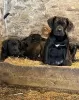 Фото №3. Cane Corso Puppies для усыновления.  Австралия