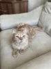 Дополнительные фото: Очаровательный Ютуб