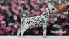 Дополнительные фото: Изысканные Dalmatian Puppies Champion Champion Bloselines, готовые к любящим