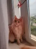 Дополнительные фото: Котенок мэйн-кун