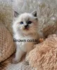 Дополнительные фото: Purebred Ragdoll Kittens доступны для усыновления.