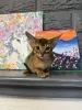 Дополнительные фото: Абиссинская кошечка, дикий окрас