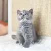 Фото №3. Британские короткошерстные шатоны доступны по запросу.. Бельгия