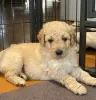 Дополнительные фото: Очаровательные щенки AJ Mini Goldendoodle