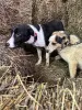 Дополнительные фото: Ищут дом подросшие щенки.