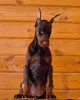 Дополнительные фото: Dobermann FCI Top Puppy Doberman
