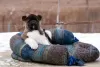 Дополнительные фото: Puppy American Akita