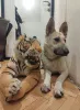 Дополнительные фото: Веста ищет дом!