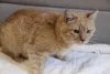 Фото №3. Симбочка очаровательный рыжий котик ищет дом и любящую семью!. Беларусь