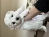 Дополнительные фото: Maltese puppies 3 boys