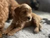 Дополнительные фото: Австралийские щенки лабрадудл (2 мальчика и 4 девочки)