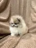 Фото №2 к объявлению №167823 о продаже померанского шпица - купить в Германии частное объявление