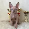 Дополнительные фото: SE Venden Gatos sphynx sanos