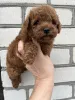 Фото №3. Toy poodle /teacup puppies.  Украина