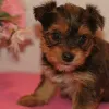 Фото №1. йоркширский терьер - купить в Берлине за 37107₽. Объявление №164732