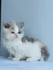 Фото №2 к объявлению №166338 о продаже селкирк рекс короткошёрстный - купить в Финляндии частное объявление, заводчик