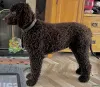 Фото №3. Deckrüde Irischer Wasserspaniel.  Германия