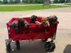 Дополнительные фото: Nuttede Cane Corso очень красив и безопасен для всех