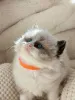 Дополнительные фото: Registrierte reinrassige Ragdoll-Kätzchen
