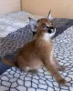 Дополнительные фото: des très beaux chatons, Caracal Savannah F1 и доступные сервалы