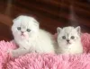 Фото №2 к объявлению №134410 о продаже шотландская вислоухая (скоттиш фолд) - купить в Германии 