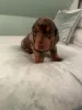 Дополнительные фото: Dachshund puppys....whatsapp me at 44 7453 907158